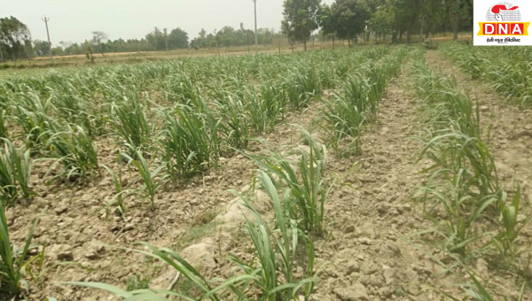 गन्ना खेती: किसानों के लिए अच्छी खबर, बढ़ेंगी उपज और आय