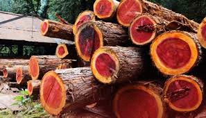 लाल चंदन संरक्षण के लिए ओडिशा वन विभाग को 29.40 लाख दिये