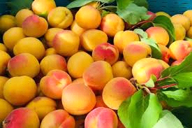 करगिल इलाके की खुबानी का पहली बार खाड़ी देशों को निर्यात